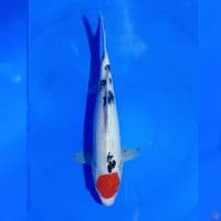 TANCHO SANKE  U31CM