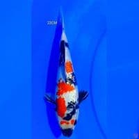 GINRIN SHOWA U23CM