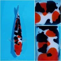 SQ PURE DOITSU ORYGINAL  20CM 