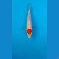 tancho 20cm