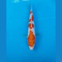 kohaku 23cm