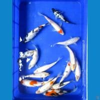 Paket Koi 15 Ekor