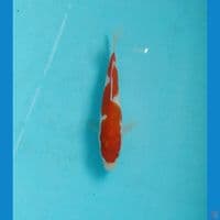 inazuma 15cm