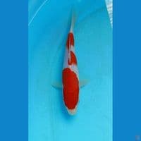 kohaku 20cm
