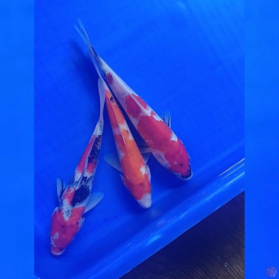 TRIO SHOWA 20-21CM