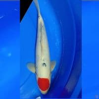 TANCHO SANKE U35CM
