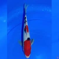 SANKE U30 CM