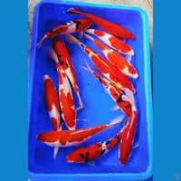 30-35cm 12ekor mix kohaku sanke merah strong 