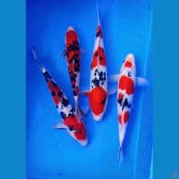 kualitas show 27-32cm sanke merah poll