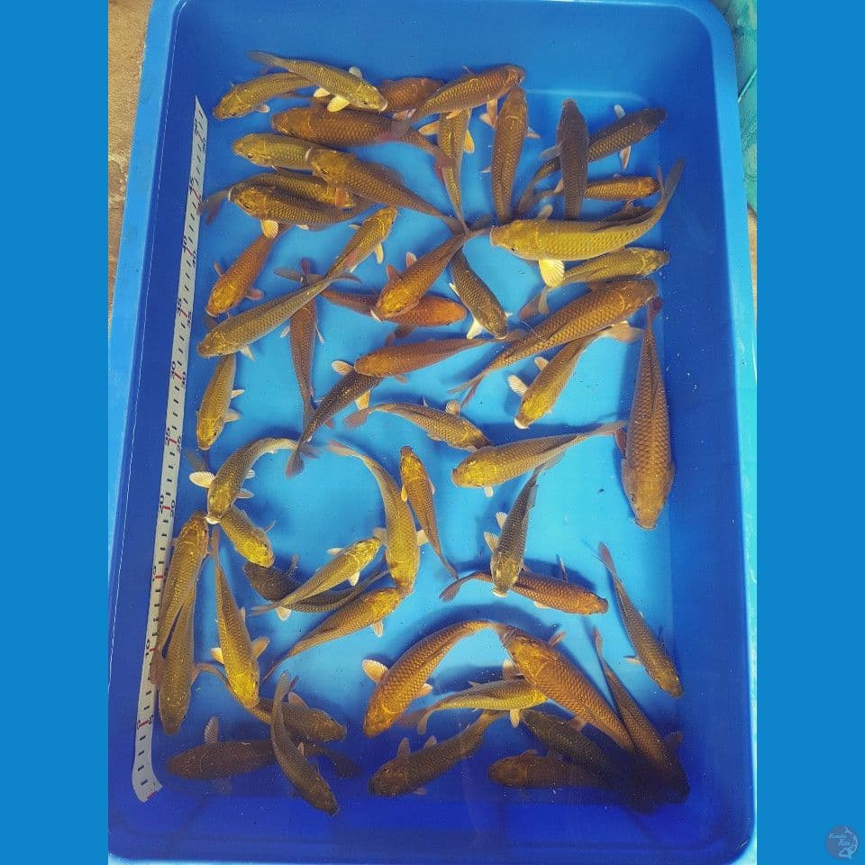 chagoi 11-19 cm 55 ekor