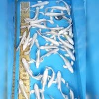 Kumpay Platinum 30 ekor ~19-25cm