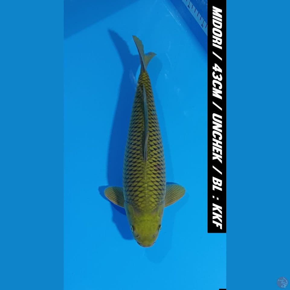 NGIJO 43CM MIDORIGOI HIGH QUALITY BAKAT JUMBO 