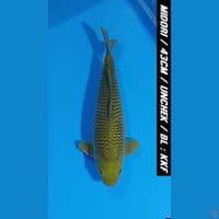 NGIJO 43CM MIDORIGOI HIGH QUALITY BAKAT JUMBO 