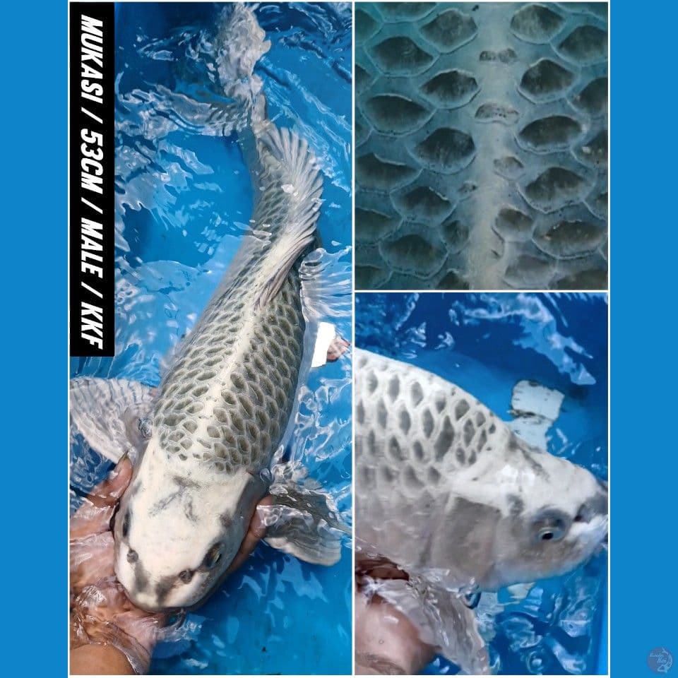 JUMBO MALE/53CM MUKASI OGON BODY LEBAR BERPUNUK HQ