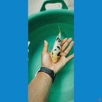beko doit su istinewa 18 cm