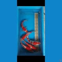 kubaku sankey halus 27 35 cm