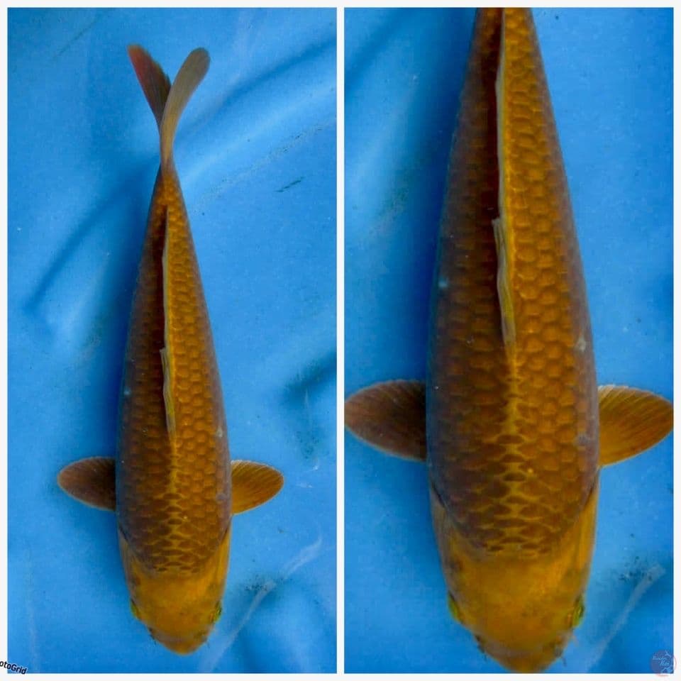 Yamatto caramel F1 29cm