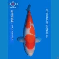 Kohaku import sakai 