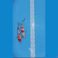 kuhaku sankey 27 cm