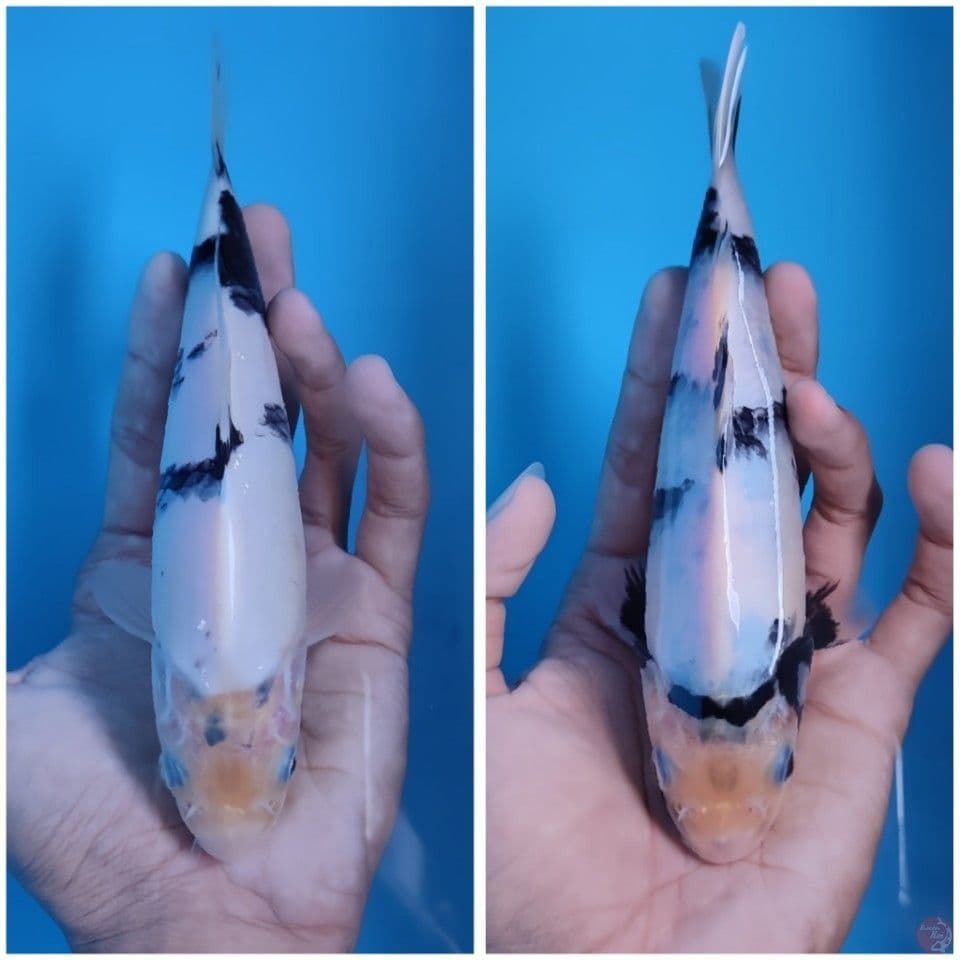 shiro utsuri bahan bagus 20bu