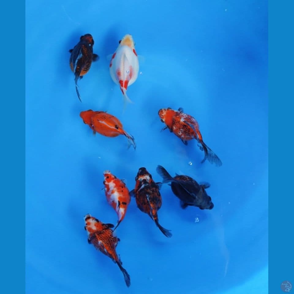 tamasaba 11-13cm 8ekor