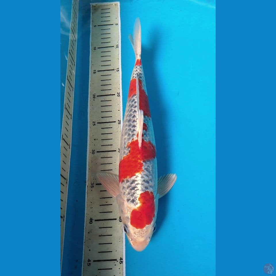 KUJAKU 34cm