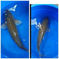 midori ginrin 50cm B.U Bulky