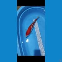 kuhaku40 cm ory ginal halus poll
