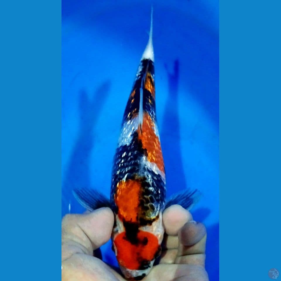 MARUTEN SHOWA GINDRIN HQ  22CM MALE