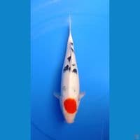 TANCHO SANKE 30 CM FEMALE HQ