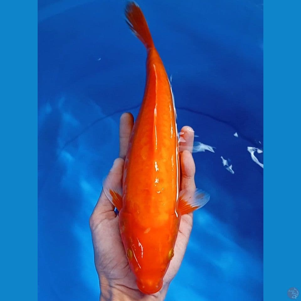 aka hajiro doitsu aragoke 30cm 