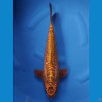 BRONZE ARAGOKE 40 CM MALE