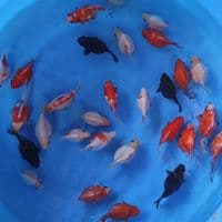 tamasaba mix 30ekor 10-13cm