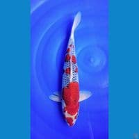 GOSHIKI RACING 38cm