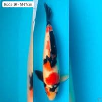 Showa 47cm male