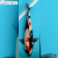 kindai showa 47cm male