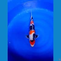 Maruten Showa 37cm original 