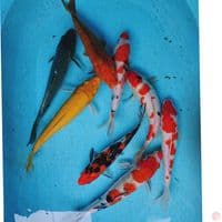 PAKET MIX 25-32 CM 