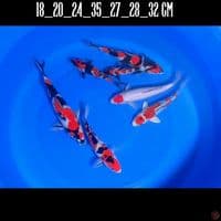 PAKET KEEPING 7 EKOR BERKUALITAS .HQ 18_32CM 