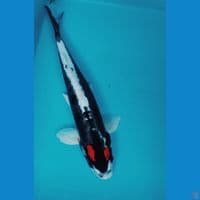doitsu kawarimono 39cm male