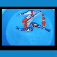 Mixeer joss 5 20-22 cm