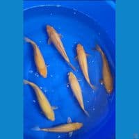 7 ekor 35 cm 