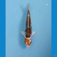 kujaku, 16 cm