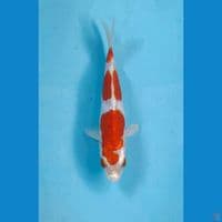 kikushui 15cm
