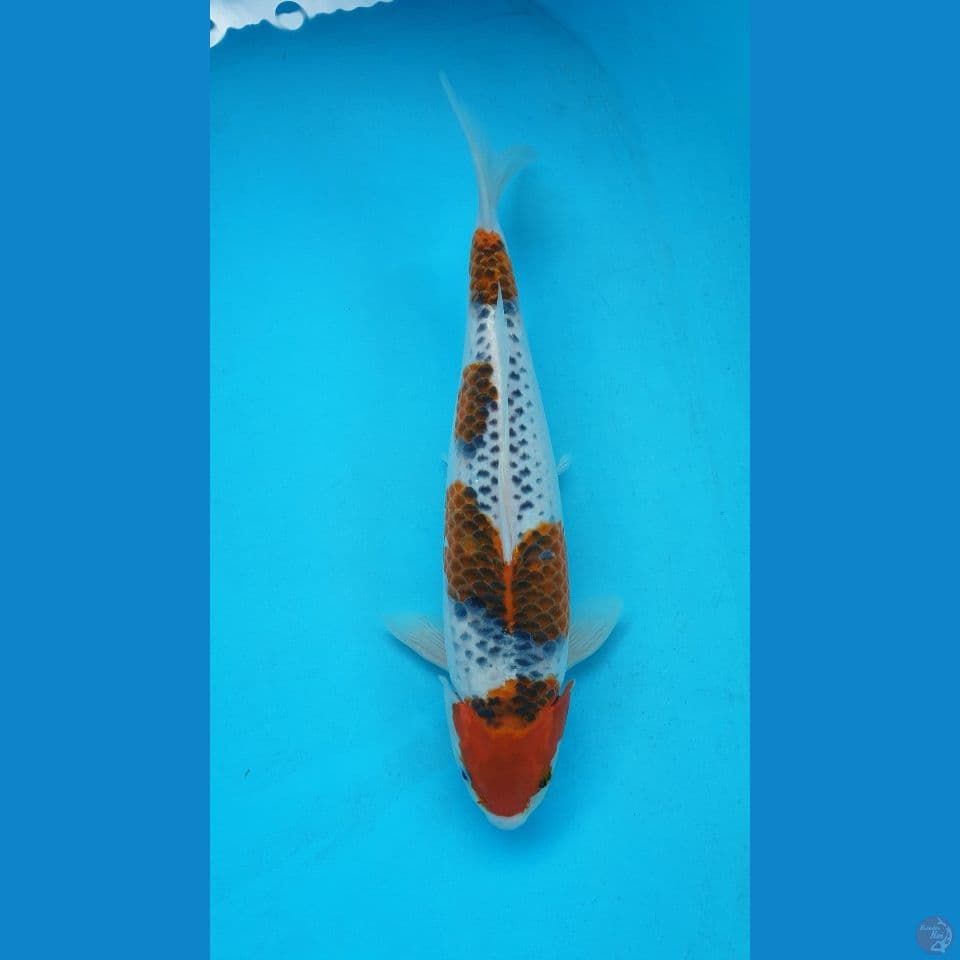 Ghosiki koromo 40BU