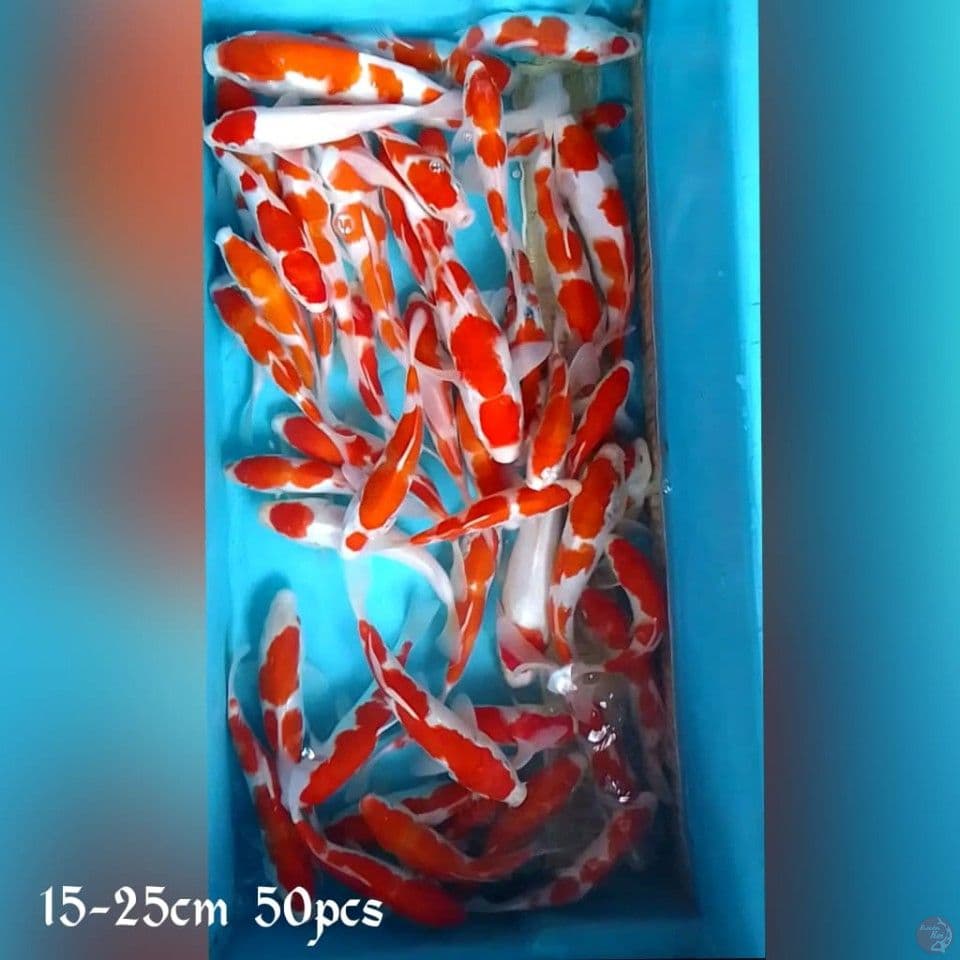 super mini 15-25cm 50pcs