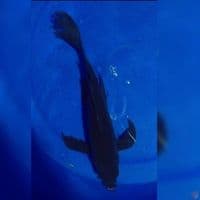 KUMPAY KARASU 32CM