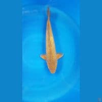 Caramel ginrin 40 cm