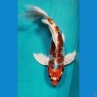 KUMPAY KUJAKU STRONG  32CM FM