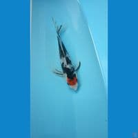 tancho showa kumpay 25bu 
